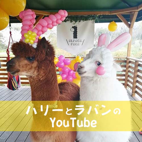 アルパカハリーとラバンのYouTube動画