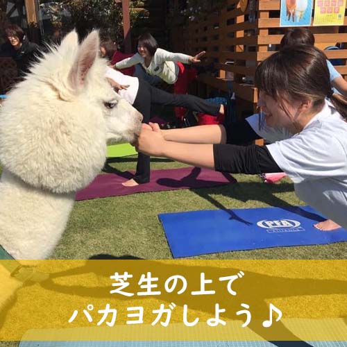 パカヨガ