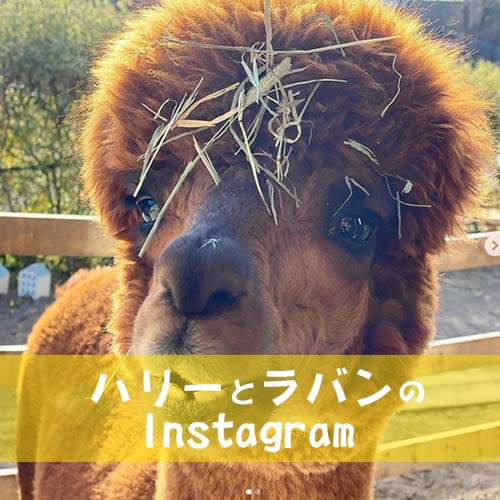 アルパカハリーとラバンのInstagram