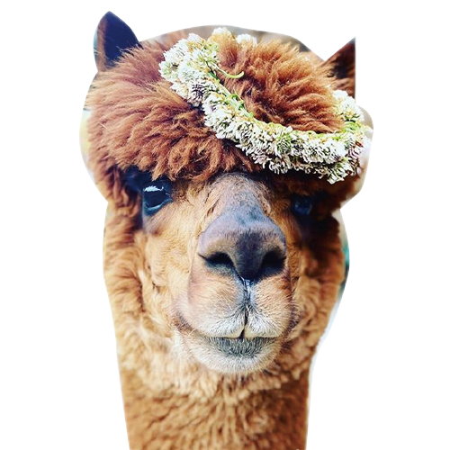 alpaca