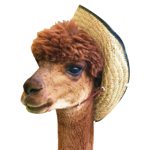 alpaca