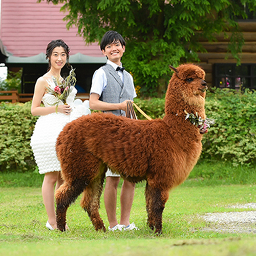 アルパカ・パカ写真館