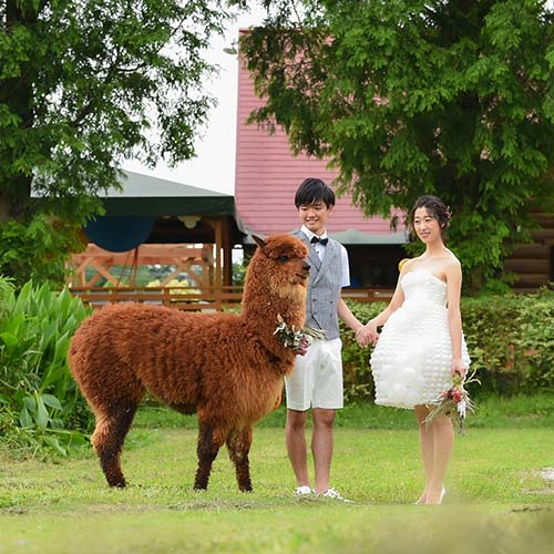 結婚式アルパカ出張