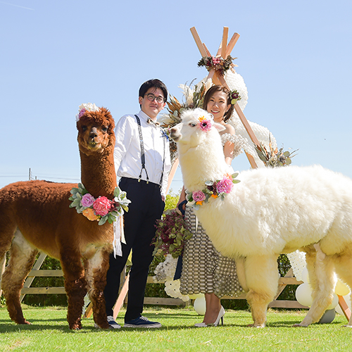 結婚式アルパカ出張