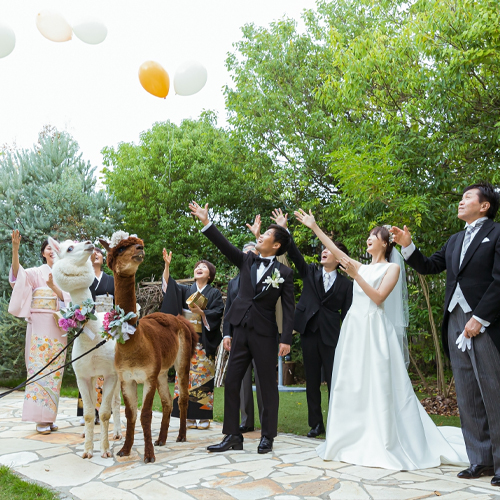 結婚式アルパカ出張