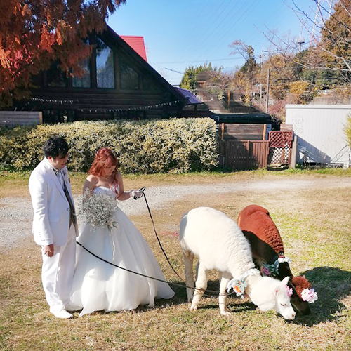 結婚式アルパカ出張