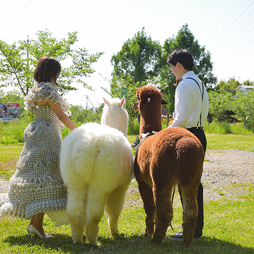 結婚式アルパカ出張