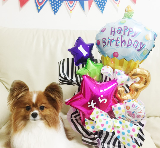 ペット　犬の誕生日