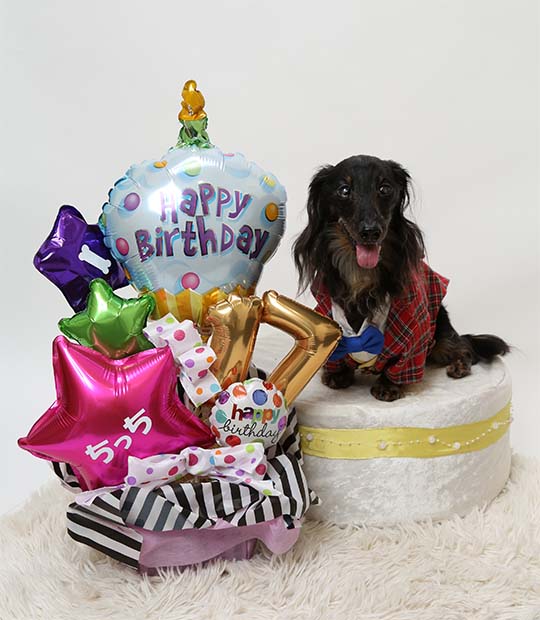 ペット　犬の誕生日