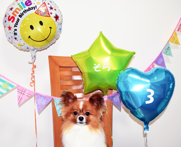 愛犬の誕生日バルーンパーティーセット(ブルー）