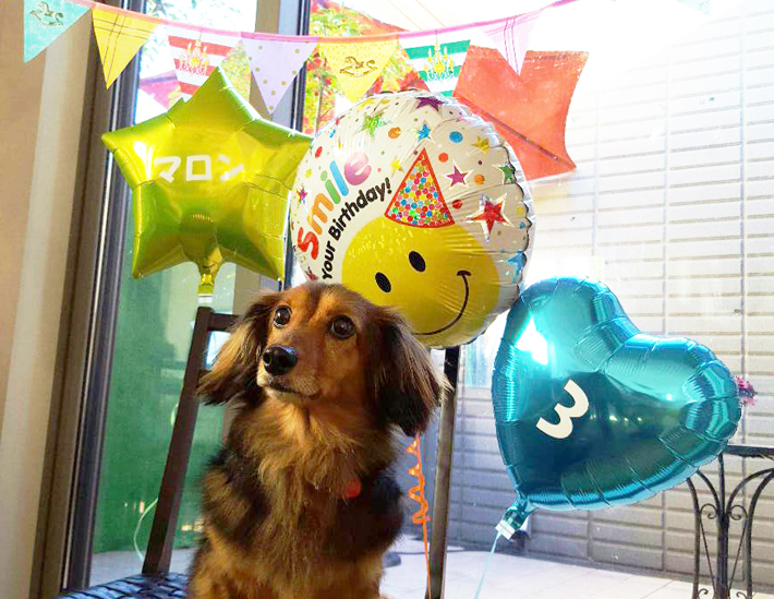 愛犬の誕生日バルーンパーティーセット(ブルー）