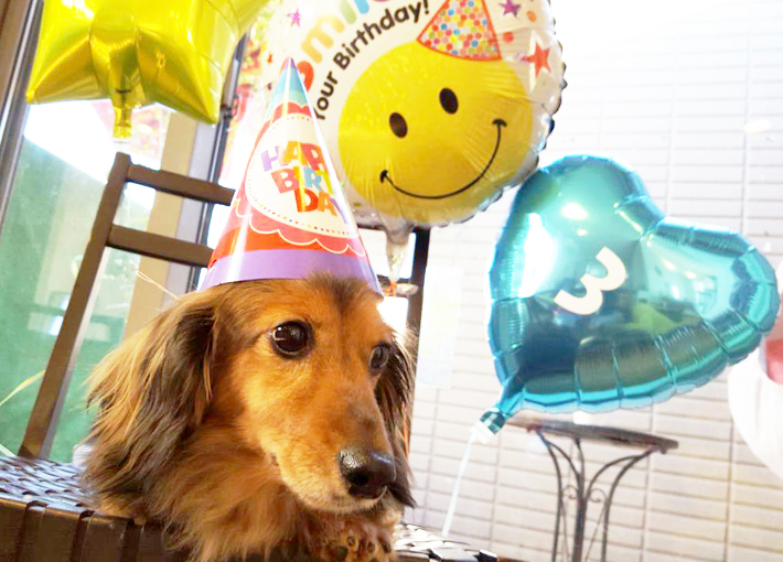 愛犬の誕生日パーティーセット お名前＆数字が入るよ(ブルー）〈補充用ガス缶1本プレゼント〉【送料込み】 - ペットのバースデー | バルーン